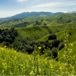 Nalati_Grassland_Blooms_into_a_Colorful_Paradise___