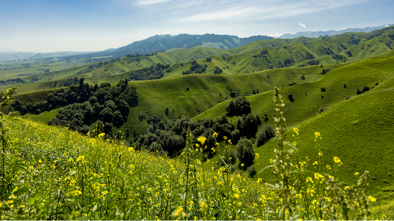 Nalati_Grassland_Blooms_into_a_Colorful_Paradise___ - 🌍NewspaperAmigo – Your Global News Buddy 🗞️ Nalati_Grassland_Blooms_into_a_Colorful_Paradise___