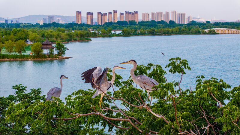 Nanhu_Wetland_Park__Huaibei_City_s_Eco_Friendly_Transformation___ - 🌍NewspaperAmigo – Your Global News Buddy 🗞️ Nanhu_Wetland_Park__Huaibei_City_s_Eco_Friendly_Transformation___