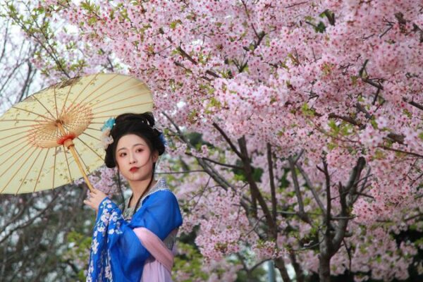 Nanjing_s_Cherry_Blossoms_Bloom__Drawing_Crowds___Cultural_Vibes___