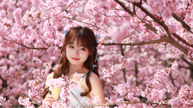 Nanjing_s_Pink_Cherry_Blossom_Clouds_Signal_Spring___
