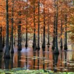 Nanjing_s_Winter_Wonder__50_000_Pond_Cypress_Trees_Paint_the_Sky_Red__