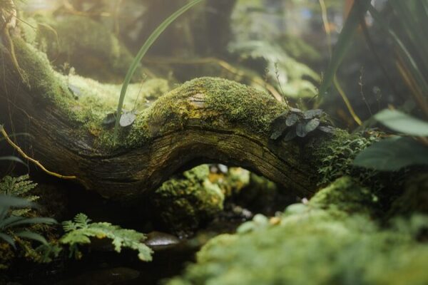 🌱 Nature’s Blueprint: How China’s Scientists Are Supercharging Forests to Fight Climate Change 🌍 __Nature_s_Blueprint__How_China_s_Scientists_Are_Supercharging_Forests_to_Fight_Climate_Change__