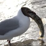 Nature_s_Spectacle__Qinghai_s_Carp_Migration_Feeds_Sky_Hungry_Birds____ video poster
