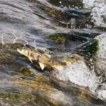 Nature_s_Spectacle__Qinghai_s_Naked_Carp_Migrate_Against_the_Odds___