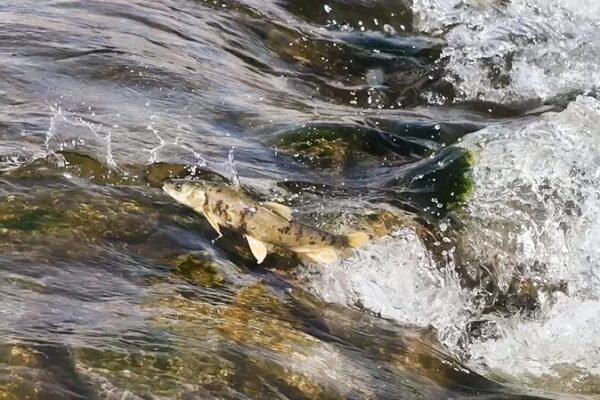 Nature’s Spectacle: Qinghai’s Naked Carp Migrate Against the Odds 🌊🐟 Nature_s_Spectacle__Qinghai_s_Naked_Carp_Migrate_Against_the_Odds___