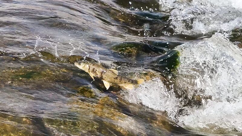 Nature_s_Spectacle__Qinghai_s_Naked_Carp_Migrate_Against_the_Odds___ - 🌍NewspaperAmigo – Your Global News Buddy 🗞️ Nature_s_Spectacle__Qinghai_s_Naked_Carp_Migrate_Against_the_Odds___