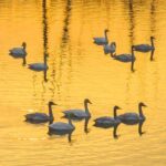 Nearly_100_Swans_Soak_Up_Mild_Winter_at_Hongze_Lake_Wetland____