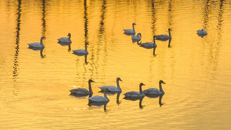 Nearly_100_Swans_Soak_Up_Mild_Winter_at_Hongze_Lake_Wetland____
