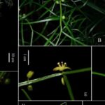 New_Asparagus_Species_Found_in_China_s_Dabie_Mountains__