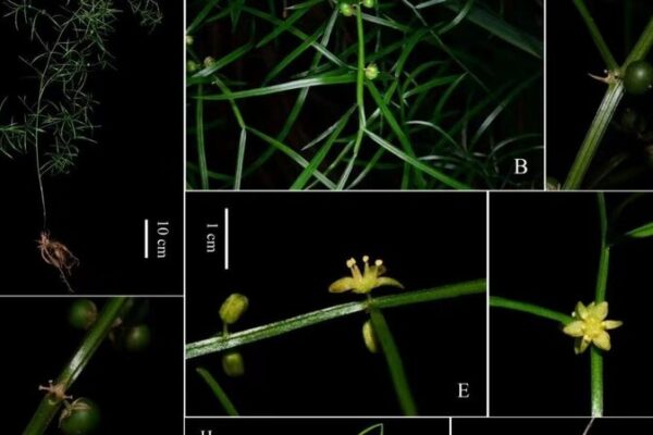New Asparagus Species Found in China’s Dabie Mountains 🌿 New_Asparagus_Species_Found_in_China_s_Dabie_Mountains__