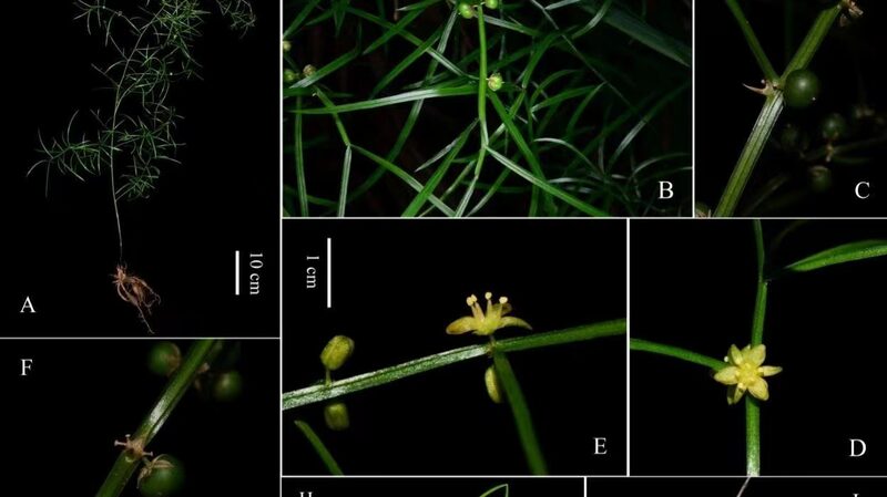 New_Asparagus_Species_Found_in_China_s_Dabie_Mountains__
