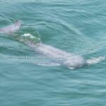 New_Baby_Yangtze_Porpoise_Brings_Hope_for_Endangered_Species___ video poster