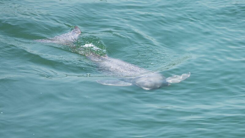 New_Baby_Yangtze_Porpoise_Brings_Hope_for_Endangered_Species___ video poster