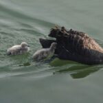 New_Cygnets_Begin_Their_Journey_in_Beijing_s_Rivers___