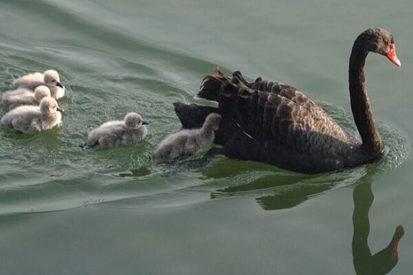 New Cygnets Begin Their Journey in Beijing’s Rivers 🦢🌞 New_Cygnets_Begin_Their_Journey_in_Beijing_s_Rivers___