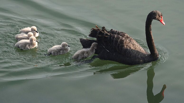New_Cygnets_Begin_Their_Journey_in_Beijing_s_Rivers___