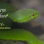 __New_Docu_Series_Explores_Xishuangbanna_s_Rainforest_Secrets__