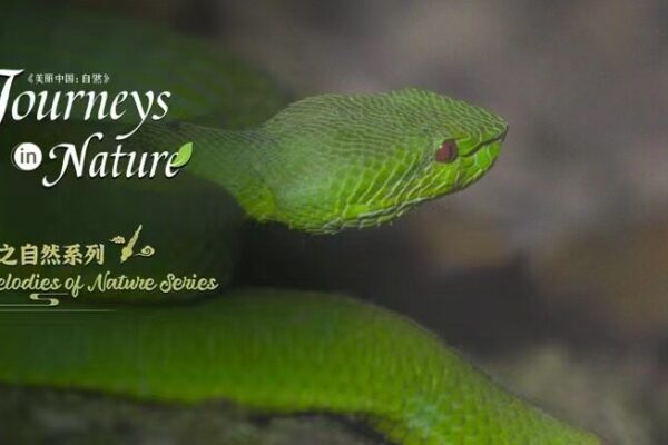 🎵 New Docu-Series Explores Xishuangbanna’s Rainforest Secrets 🌿 __New_Docu_Series_Explores_Xishuangbanna_s_Rainforest_Secrets__