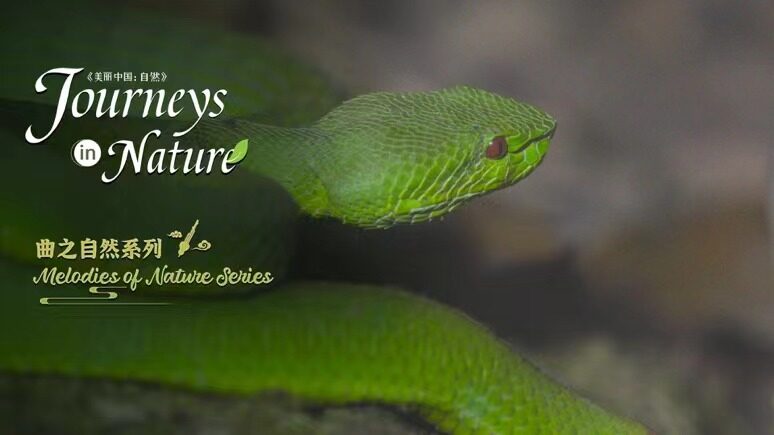 __New_Docu_Series_Explores_Xishuangbanna_s_Rainforest_Secrets__