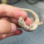 New_Gecko_Species_Discovered_in_China___