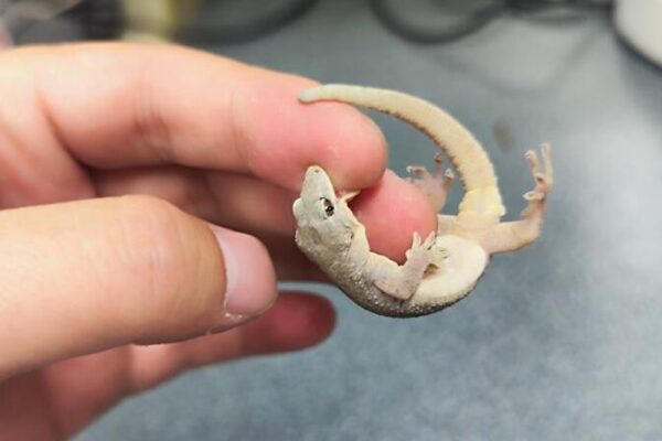 New Gecko Species Discovered in China 🦎🌿 New_Gecko_Species_Discovered_in_China___