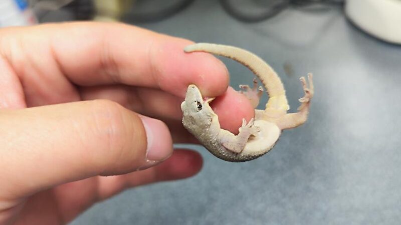 New_Gecko_Species_Discovered_in_China___ - 🌍NewspaperAmigo – Your Global News Buddy 🗞️ New_Gecko_Species_Discovered_in_China___