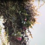 New_Orchid_Species_Blooms_in_China_s_Panda_Paradise___