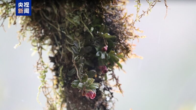 New_Orchid_Species_Blooms_in_China_s_Panda_Paradise___ - 🌍NewspaperAmigo – Your Global News Buddy 🗞️ New_Orchid_Species_Blooms_in_China_s_Panda_Paradise___