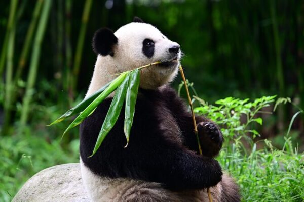 New Panda Pals Bring Joy to Hong Kong 🐼🎉 New_Panda_Pals_Bring_Joy_to_Hong_Kong___