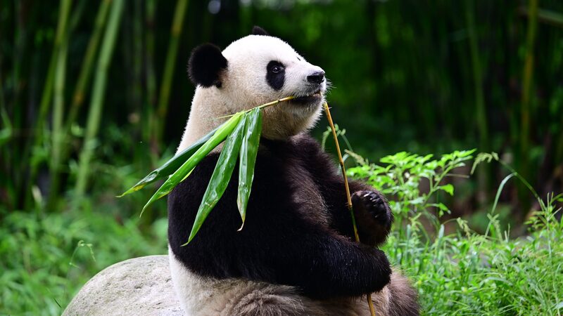 New_Panda_Pals_Bring_Joy_to_Hong_Kong___ - 🌍NewspaperAmigo – Your Global News Buddy 🗞️ New_Panda_Pals_Bring_Joy_to_Hong_Kong___
