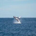 New_Study__NZ_Marine_Protected_Areas_Struggle_to_Shield_Whales___