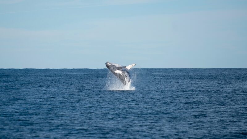 New_Study__NZ_Marine_Protected_Areas_Struggle_to_Shield_Whales___ - 🌍NewspaperAmigo – Your Global News Buddy 🗞️ New_Study__NZ_Marine_Protected_Areas_Struggle_to_Shield_Whales___