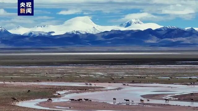 New_Tibetan_Antelope_Haven_Found_in_China_s_Wild_West___