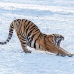 New_Wildlife_Center_Launched_in_Jilin_to_Protect_Tigers_and_Leopards___