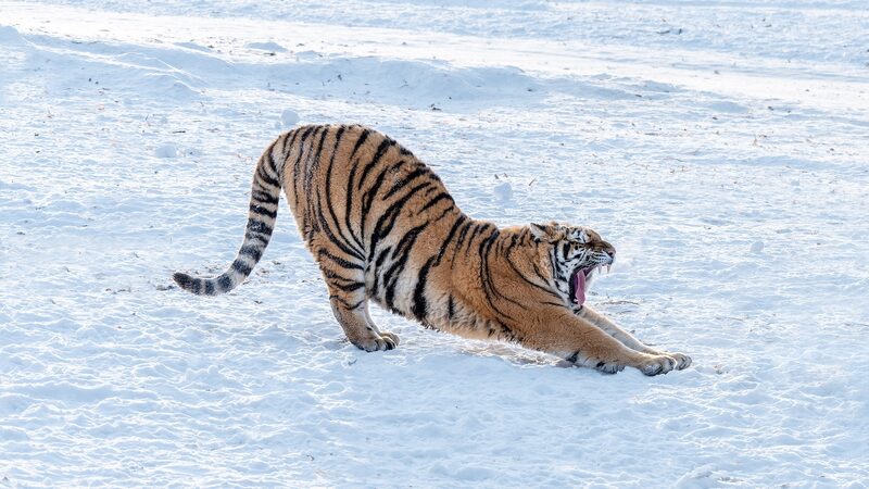 New_Wildlife_Center_Launched_in_Jilin_to_Protect_Tigers_and_Leopards___