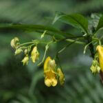 New_Yellow_Impatiens_Species_Discovered_in_Southwest_China__