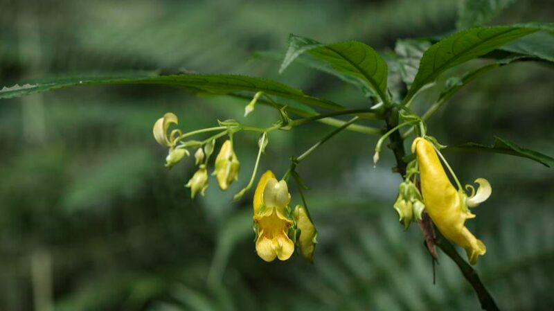 New_Yellow_Impatiens_Species_Discovered_in_Southwest_China__ - 🌍NewspaperAmigo – Your Global News Buddy 🗞️ New_Yellow_Impatiens_Species_Discovered_in_Southwest_China__