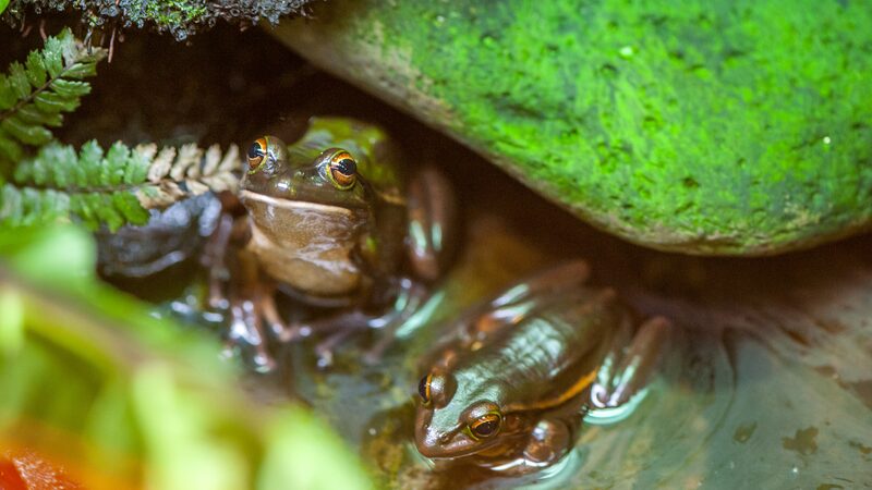 New_Zealand_s_Wildlife_in_Climate_Crisis__1_in_20_Species_at_Risk__ - 🌍NewspaperAmigo – Your Global News Buddy 🗞️ __New_Zealand_s_Wildlife_in_Climate_Crisis__1_in_20_Species_at_Risk__
