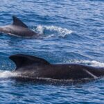 New_Zealanders_Rescue_30_Stranded_Pilot_Whales_at_Ruakaka_Beach___