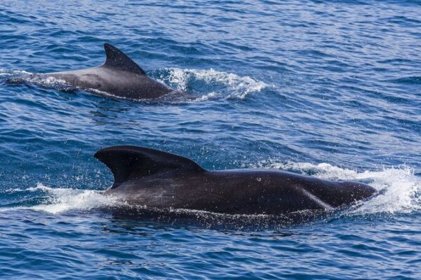 New Zealanders Rescue 30 Stranded Pilot Whales at Ruakaka Beach 🐋💙 New_Zealanders_Rescue_30_Stranded_Pilot_Whales_at_Ruakaka_Beach___