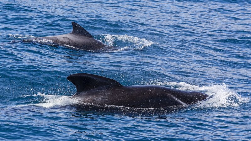 New_Zealanders_Rescue_30_Stranded_Pilot_Whales_at_Ruakaka_Beach___