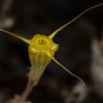 __New__Golden_Goblet__Plant_Found_in_China_s_Rainforest___