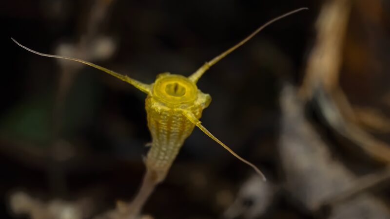 __New__Golden_Goblet__Plant_Found_in_China_s_Rainforest___