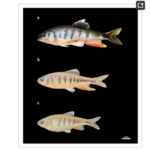 Newly_Discovered_Fish_Species_Shines_in_South_China_s_Waters___