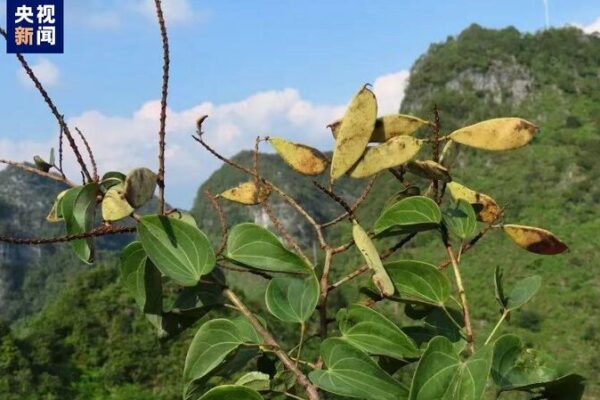 Newly Uncovered: Elusive Phanera Plant Discovered in SW China 🌱✨ Newly_Uncovered__Elusive_Phanera_Plant_Discovered_in_SW_China___