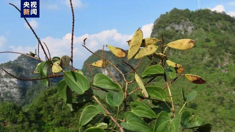 Newly_Uncovered__Elusive_Phanera_Plant_Discovered_in_SW_China___