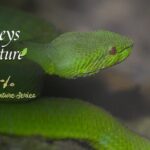 Nighttime_Jungle_Symphony__Doudou_s_Sound_Quest___ video poster