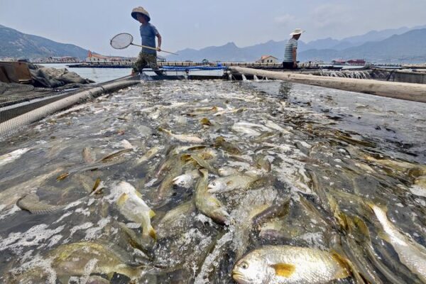Ningde’s Game-Changing Fish Farms: Saving the Yellow Croaker 🐟🌱 Ningde_s_Game_Changing_Fish_Farms__Saving_the_Yellow_Croaker___