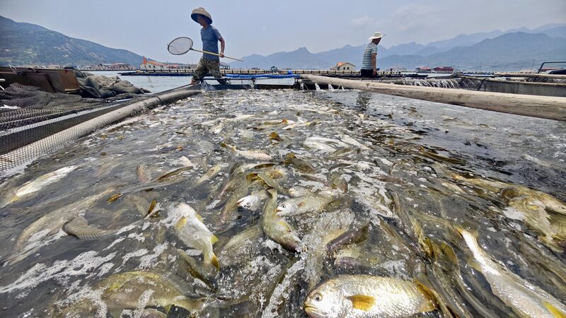 Ningde_s_Game_Changing_Fish_Farms__Saving_the_Yellow_Croaker___ - 🌍NewspaperAmigo – Your Global News Buddy 🗞️ Ningde_s_Game_Changing_Fish_Farms__Saving_the_Yellow_Croaker___